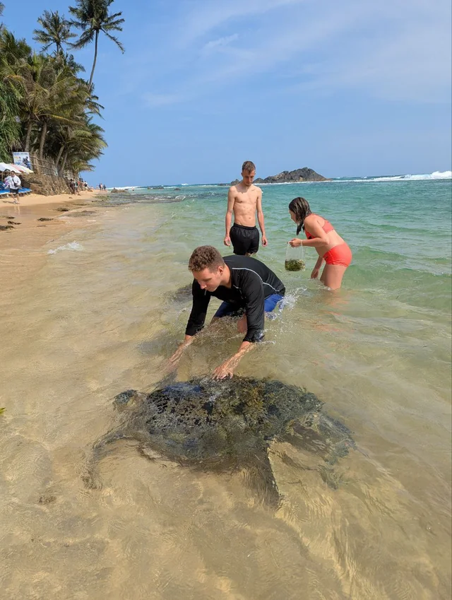 sea-turtles-yesterday-in-sri-lanka-sent-by-my-son-and-i-v0-q8k76rdtreqe1